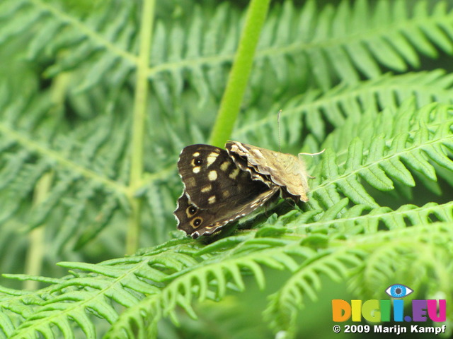 SX06885 Two Speckled Wood butterflies (Pararge aegeria)